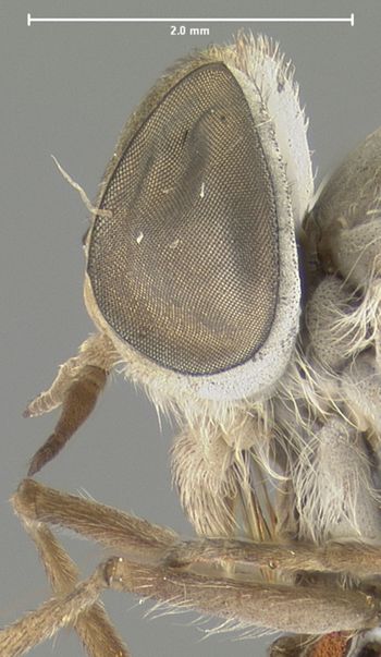 Media type: image;   Entomology 29783 Aspect: head lateral view